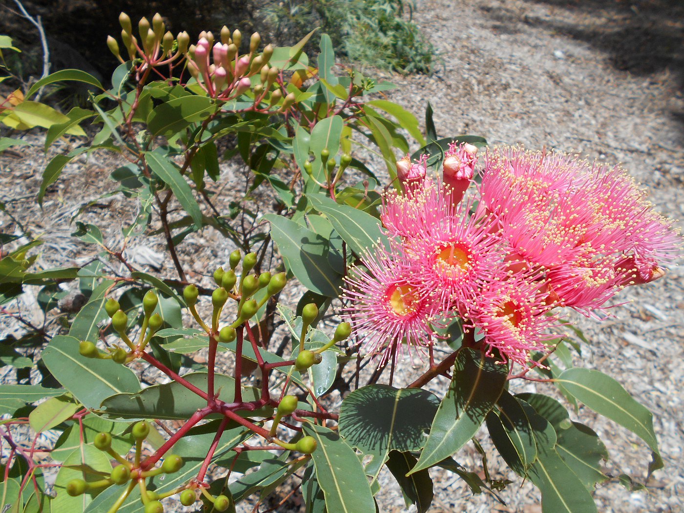 Image of Corymbia ficifolia specimen.