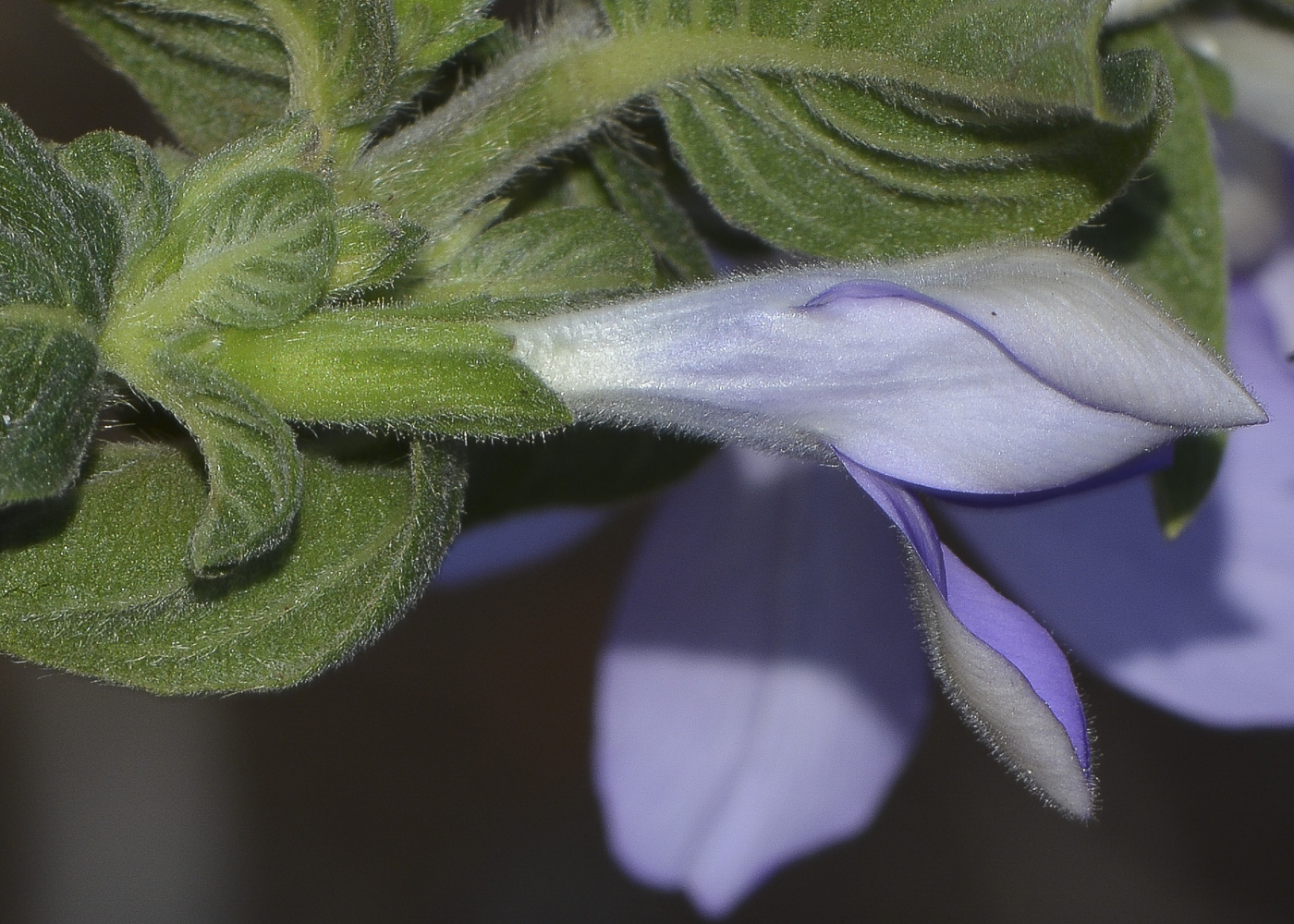 Image of Barleria obtusa specimen.