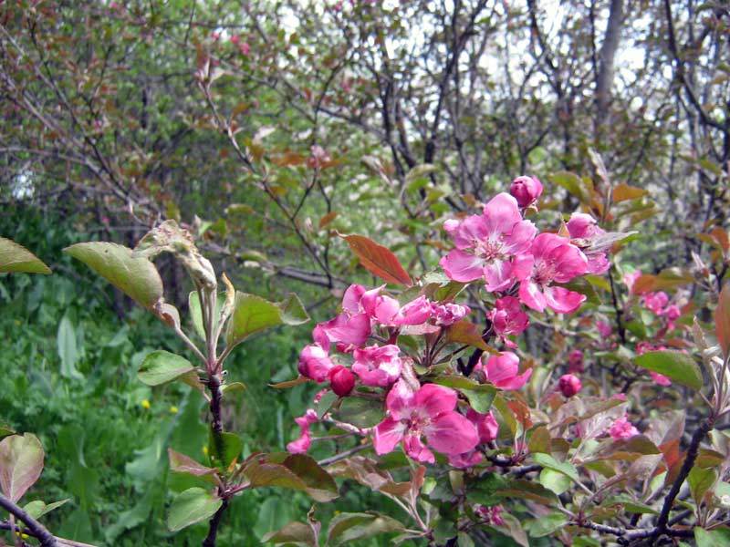 Изображение особи Malus niedzwetzkyana.