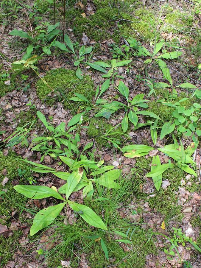 Image of Arnica montana specimen.