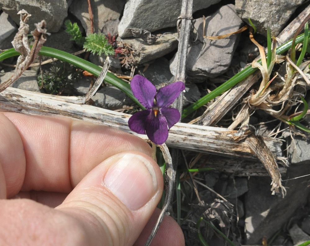 Изображение особи род Viola.