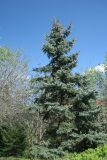 Picea pungens форма glauca. Взрослое дерево. Восточный Казахстан, г. Усть-Каменогорск, парк Жастар, в культуре. 07.05.2017.