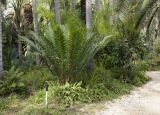 Dioon spinulosum