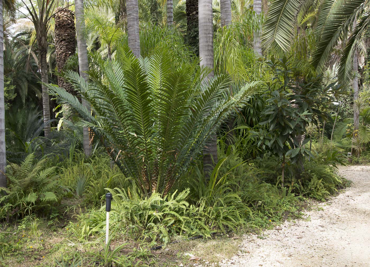 Изображение особи Dioon spinulosum.