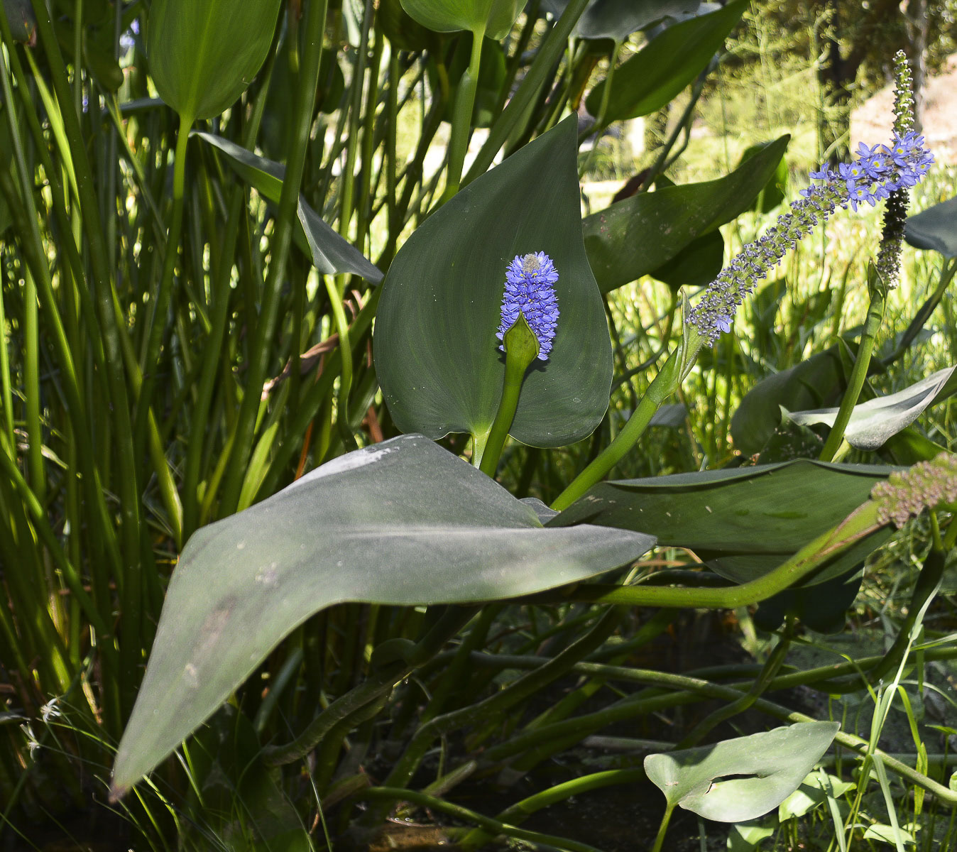 Изображение особи Pontederia cordata.