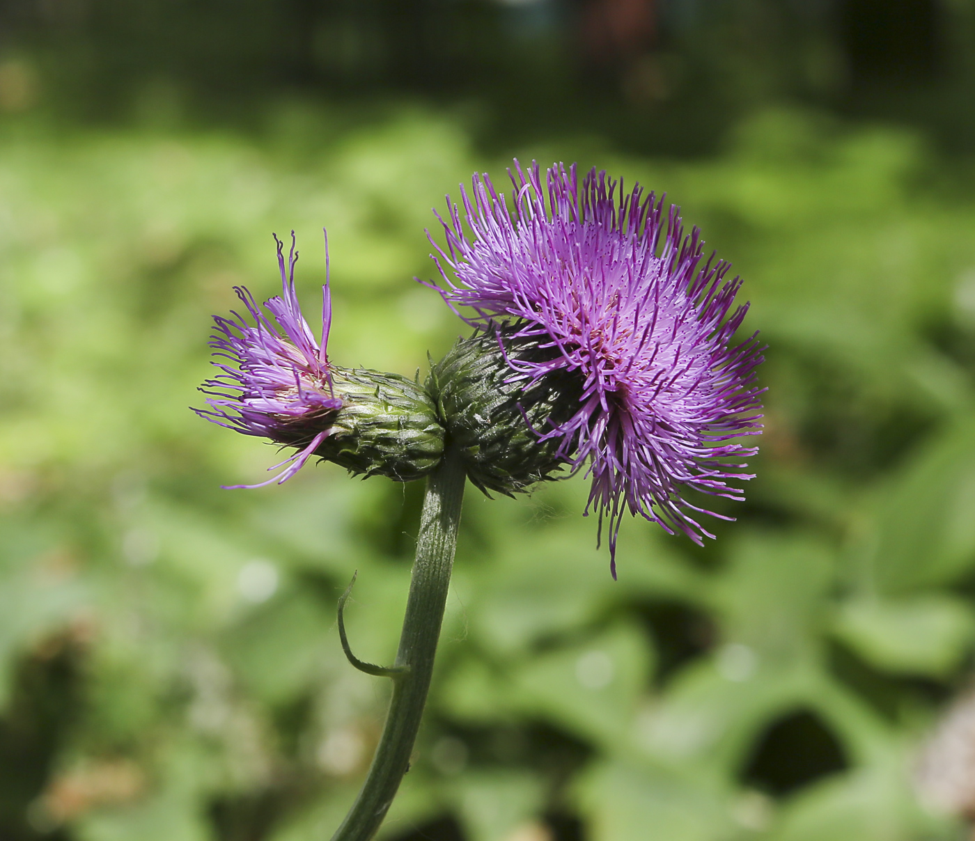 Image of Cirsium heterophyllum specimen.