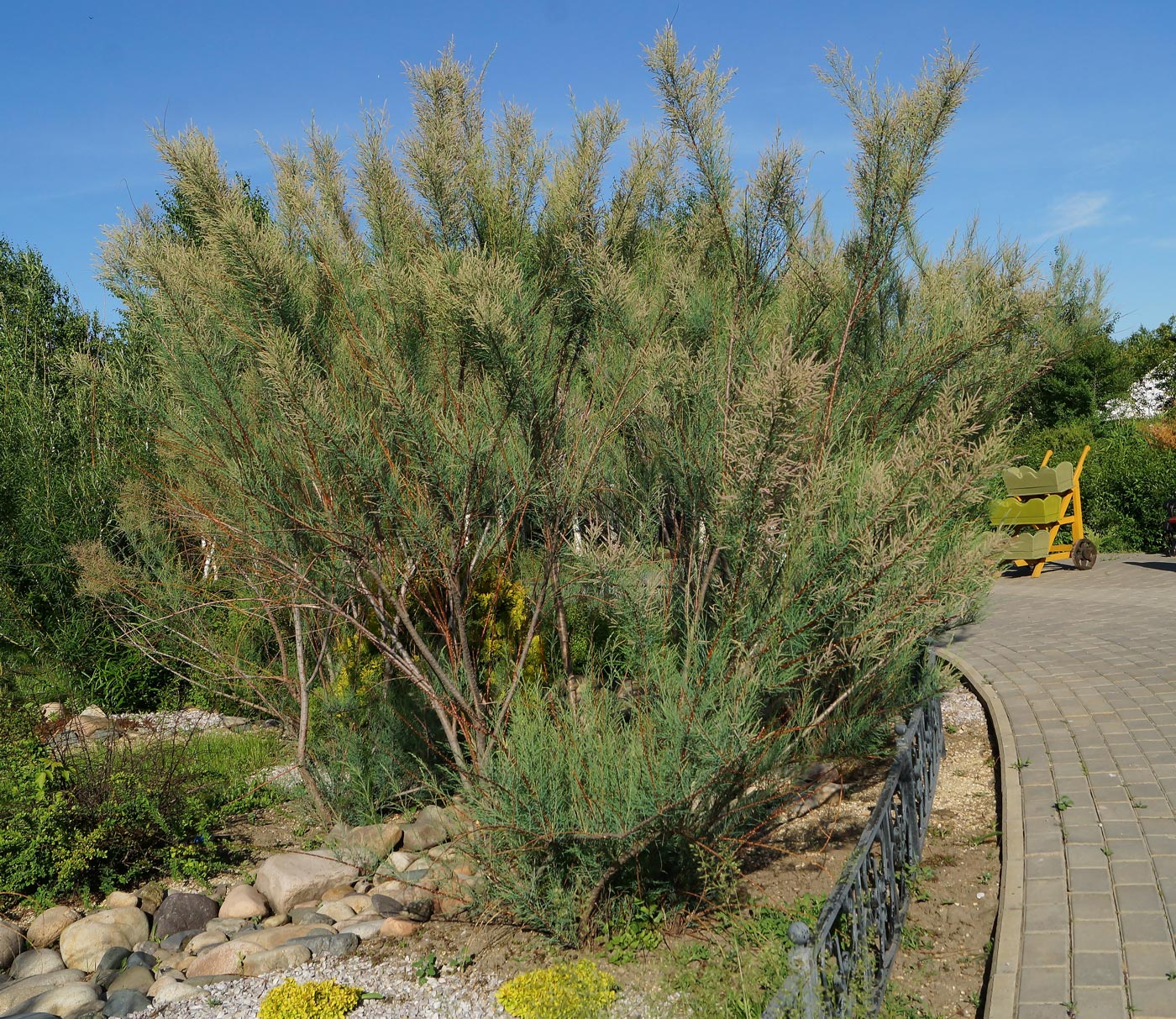 Image of Tamarix ramosissima specimen.