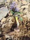 Hyacinthella litwinowii