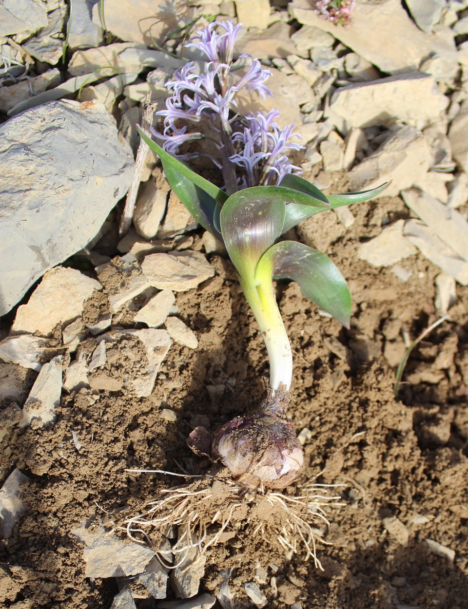 Image of Hyacinthella litwinowii specimen.