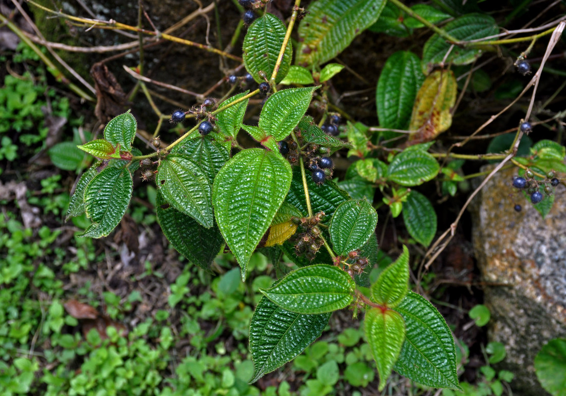 Image of Miconia crenata specimen.