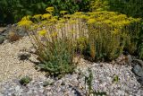 Sedum reflexum