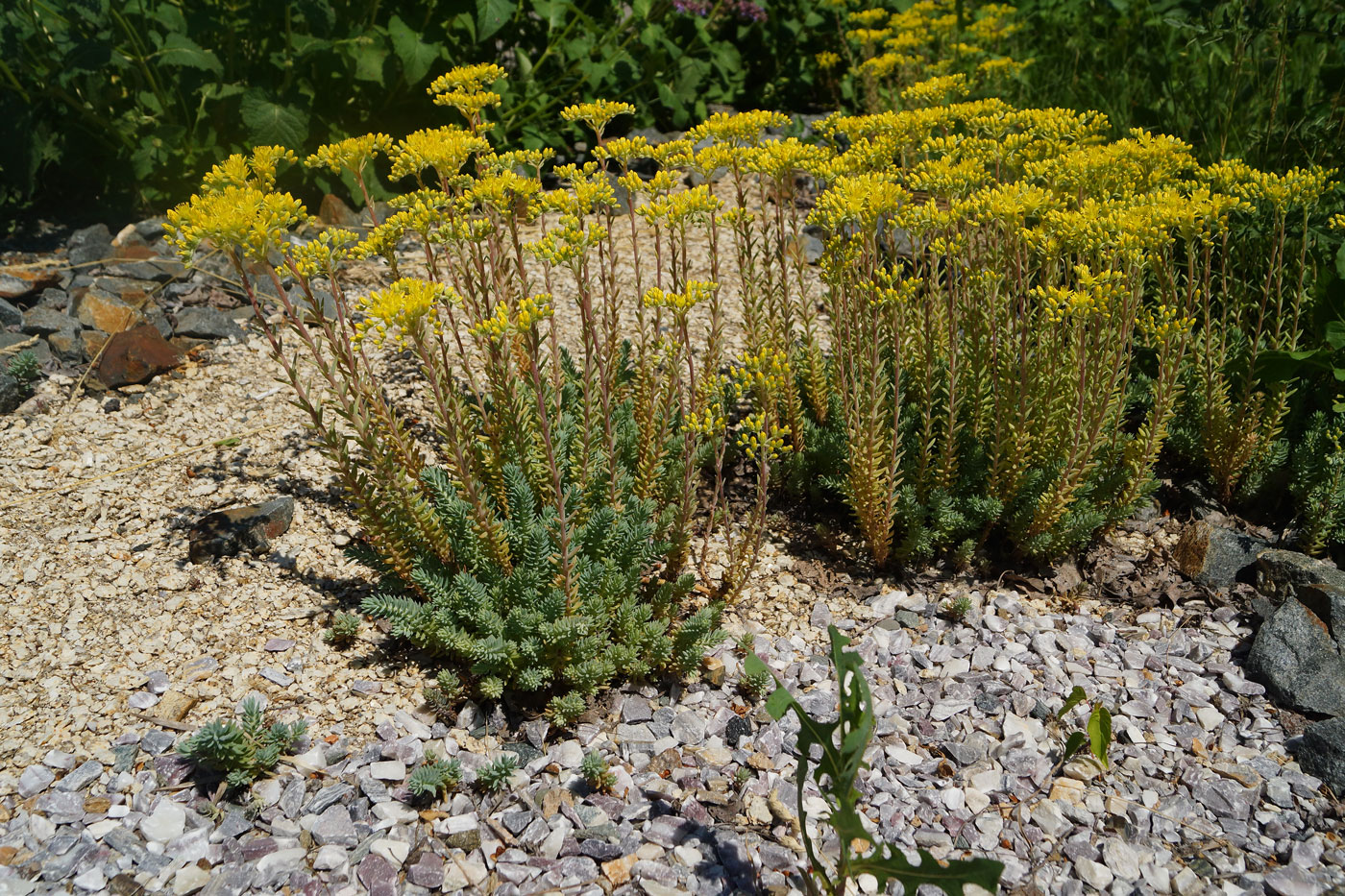 Image of Sedum reflexum specimen.