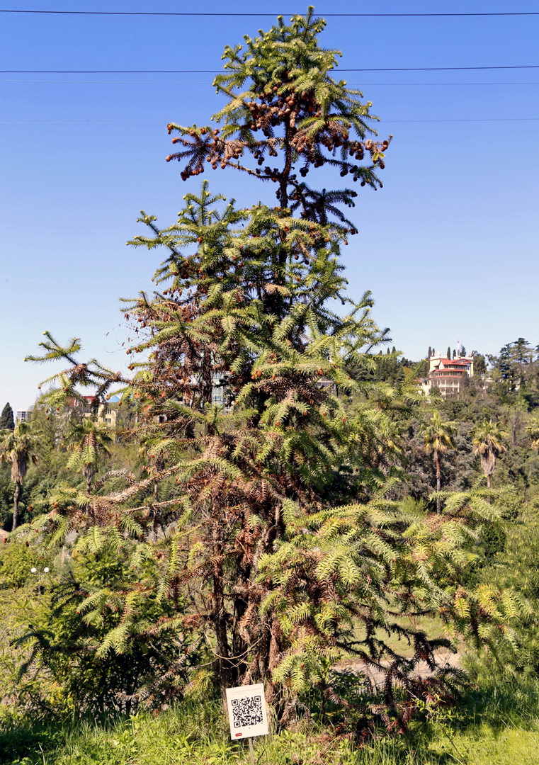 Image of Cunninghamia lanceolata specimen.