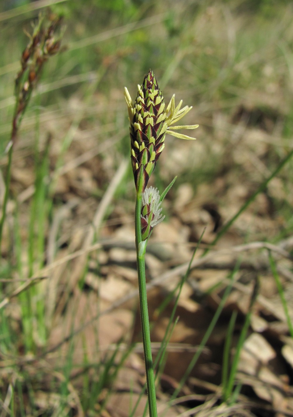 Image of Carex tomentosa specimen.