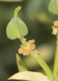 Euphorbia mauritanica