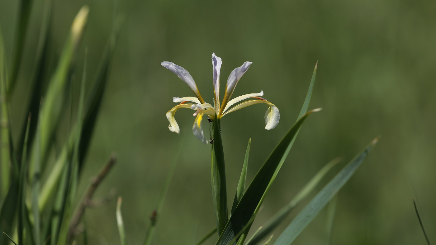 Изображение особи Iris sogdiana.