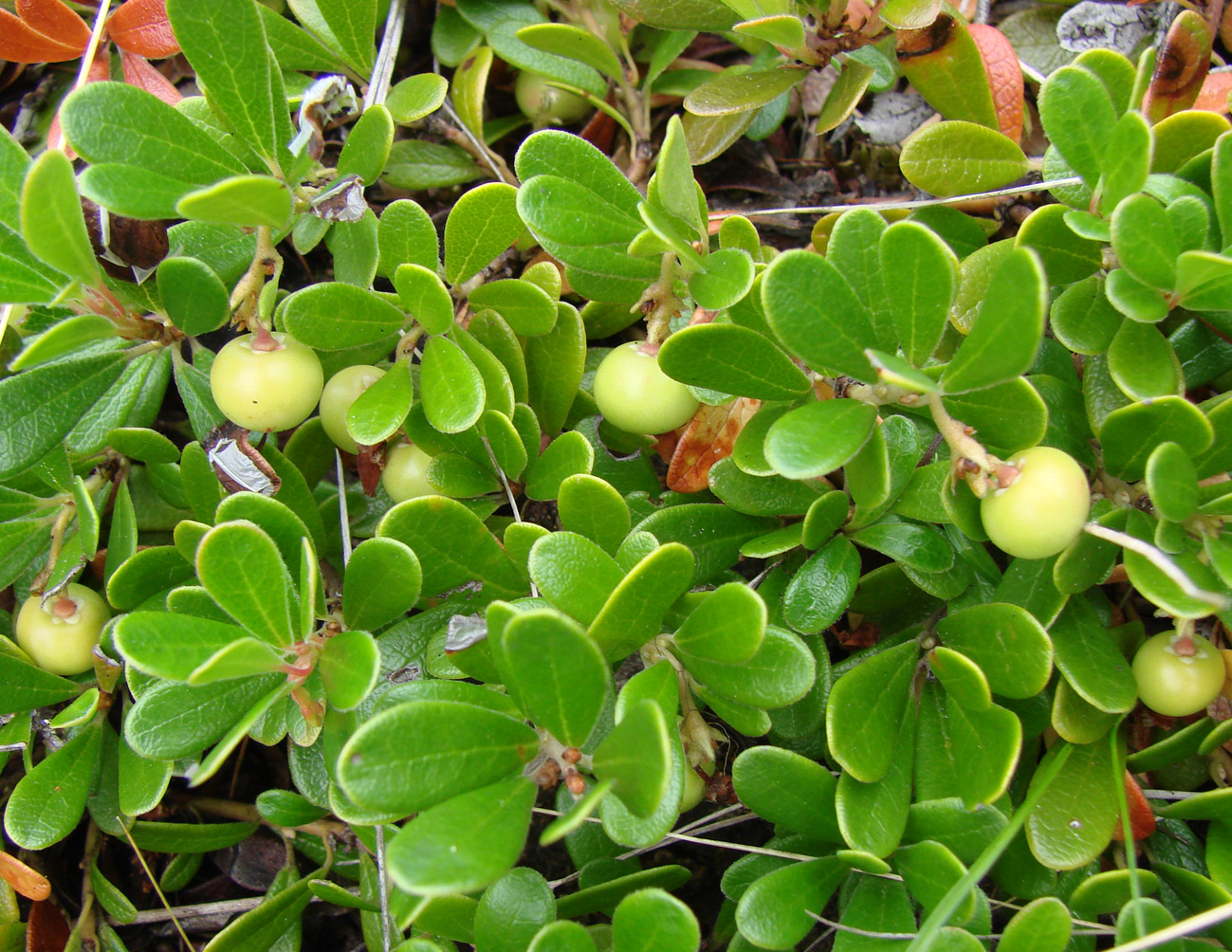 Image of Arctostaphylos uva-ursi specimen.