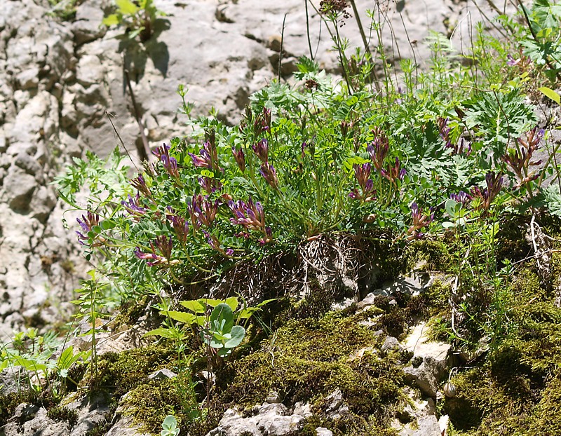 Image of Astragalus buschiorum specimen.
