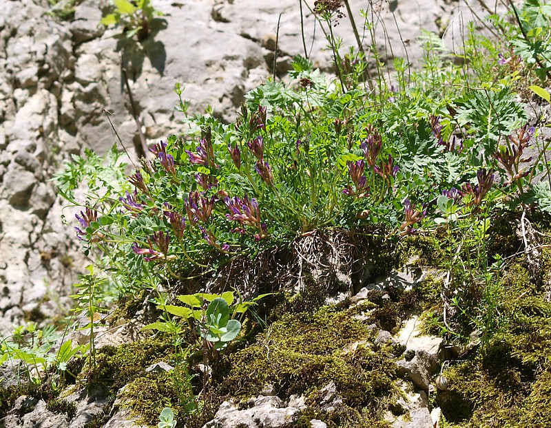 Изображение особи Astragalus buschiorum.