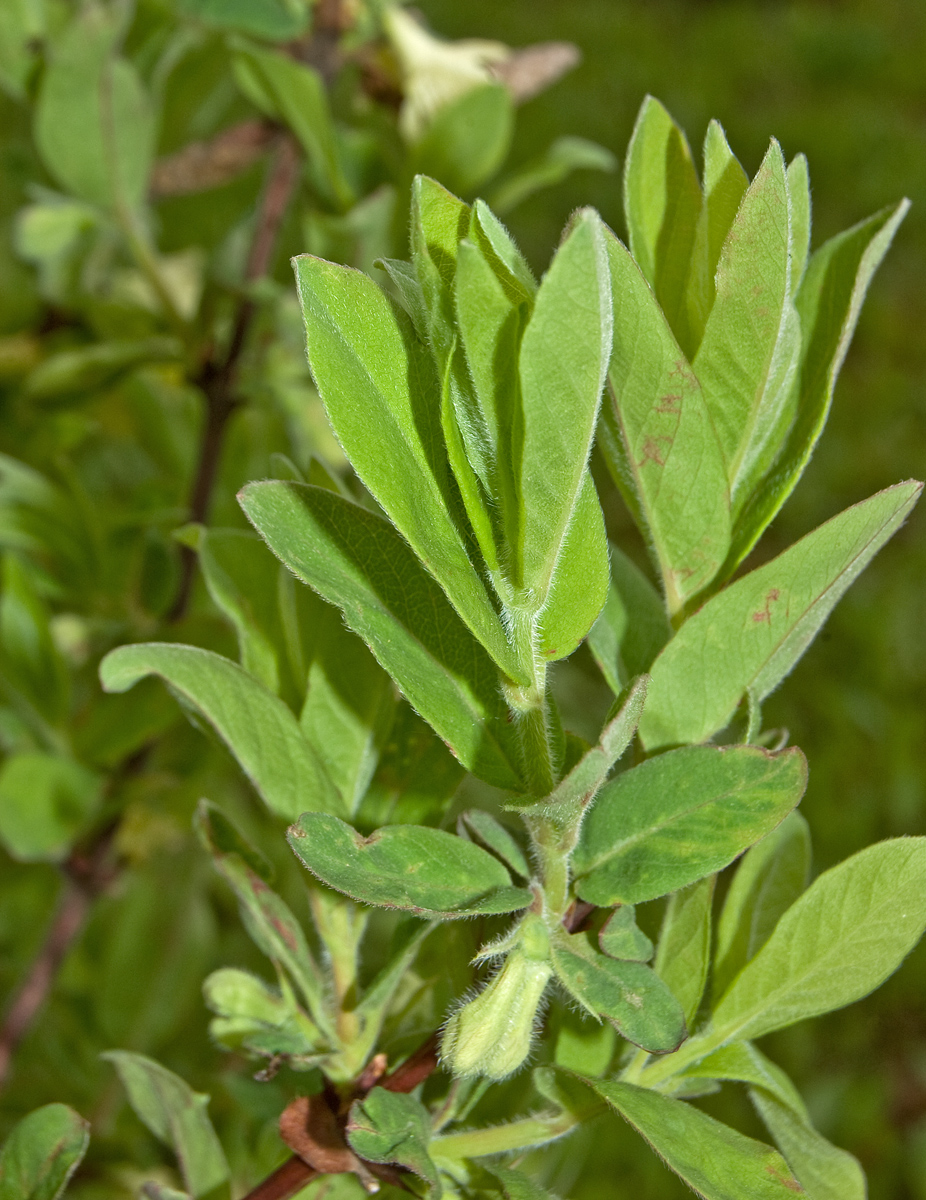 Image of Lonicera edulis specimen.