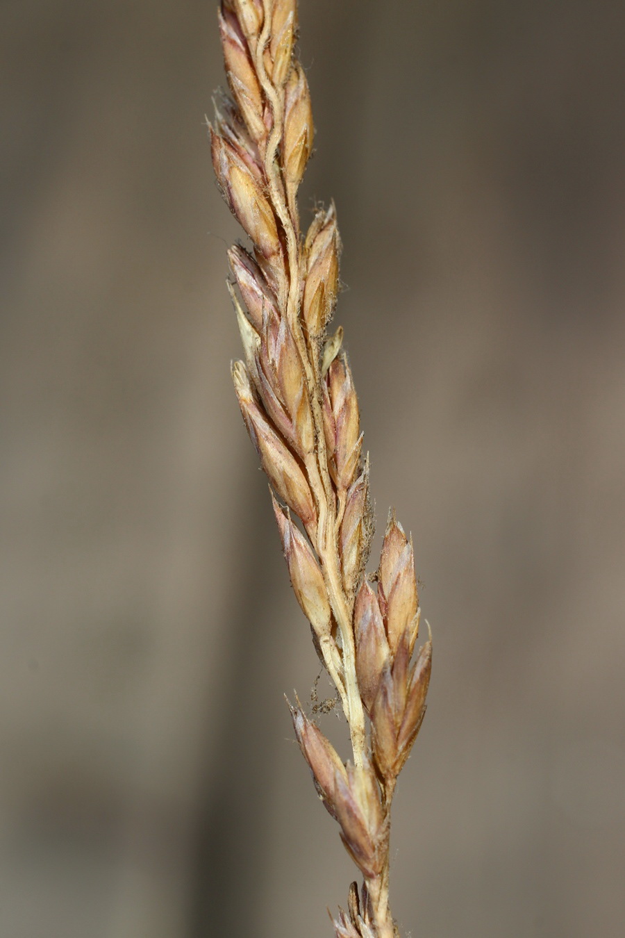 Image of genus Poa specimen.