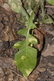 Lactuca chaixii. Лист в нижней части поражённого грибом Puccinia растения. Саратов, Октябрьское ущелье, широколиственный лес, в тени. 11.06.2018.