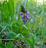 Polygala comosa