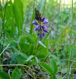 Polygala comosa. Верхушка побега с соцветием. Чувашия, окр. г. Шумерля, Кумашкинский заказник, Соколова поляна. 11 мая 2008 г.