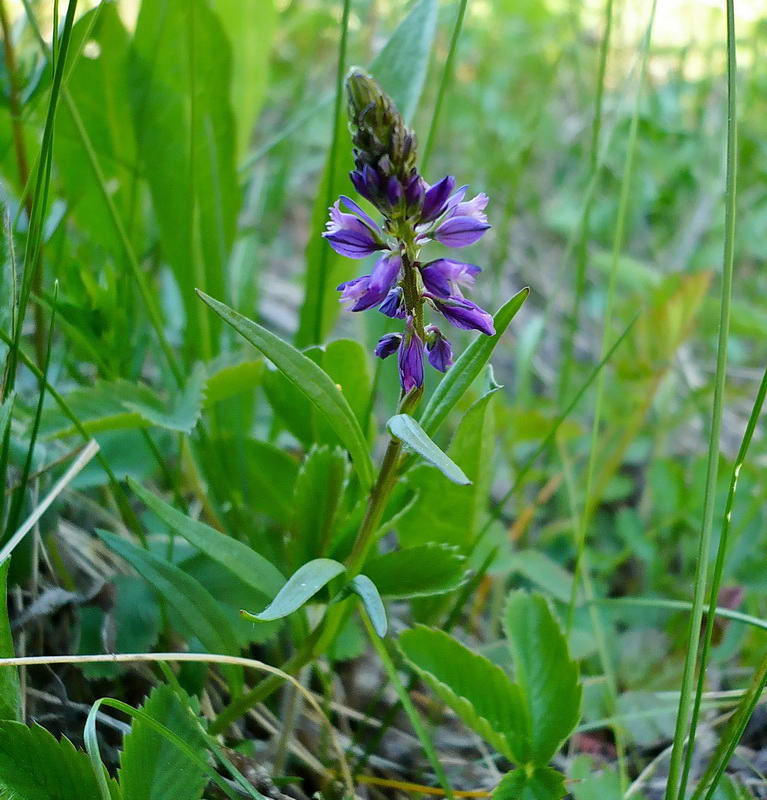 Image of Polygala comosa specimen.