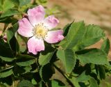 genus Rosa