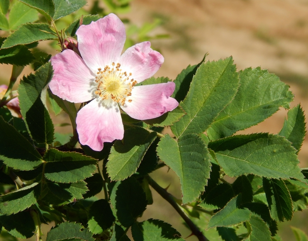 Изображение особи род Rosa.