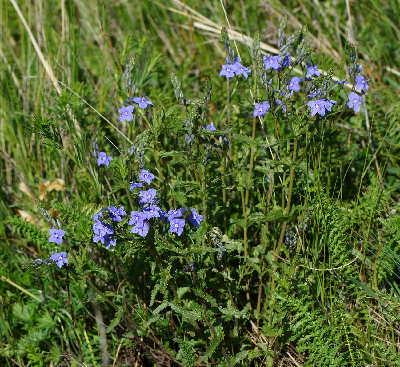 Image of Veronica krylovii specimen.