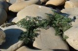 Astrodaucus littoralis