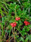 Vaccinium vitis-idaea. Верхушка плодоносящего растения. Мурманская обл., Хибины, долина р. Кунийок, опушка смешанного леса. 09.08.2018.