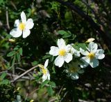 Rosa spinosissima