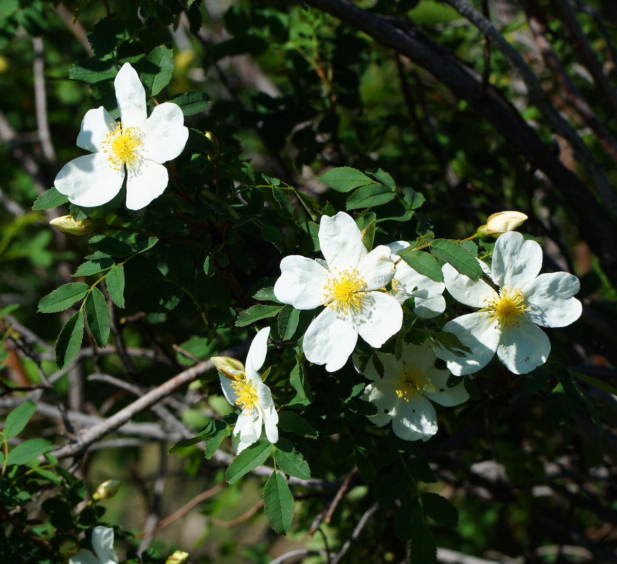 Изображение особи Rosa spinosissima.