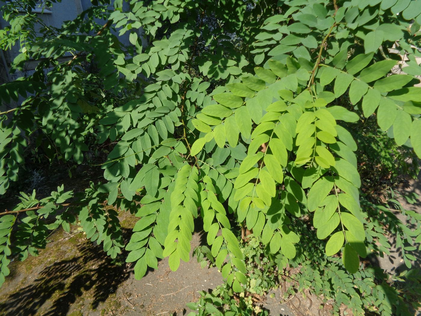 Изображение особи Robinia pseudoacacia.