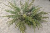 Artemisia abrotanum