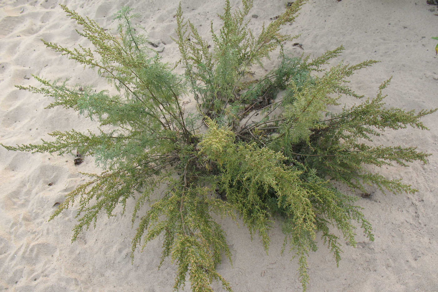 Image of Artemisia abrotanum specimen.