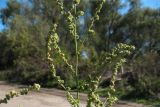 Atriplex oblongifolia