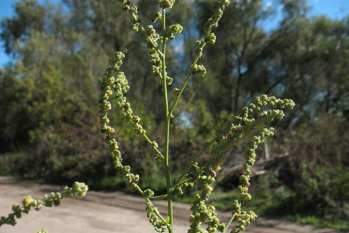 Изображение особи Atriplex oblongifolia.