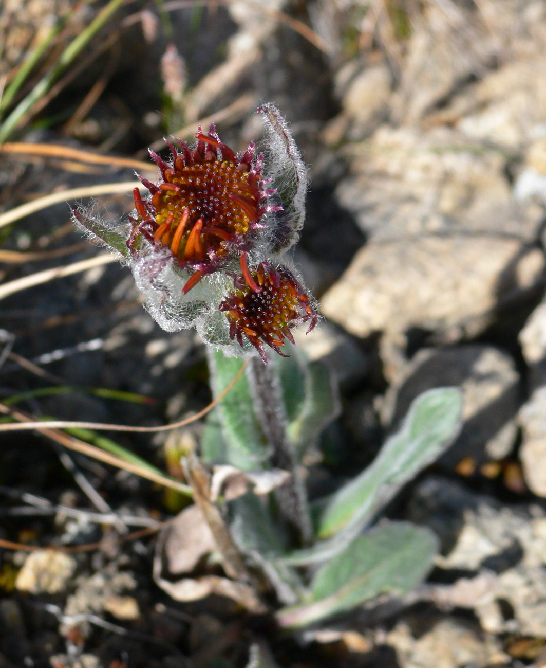 Image of Tephroseris pseudoaurantiaca specimen.