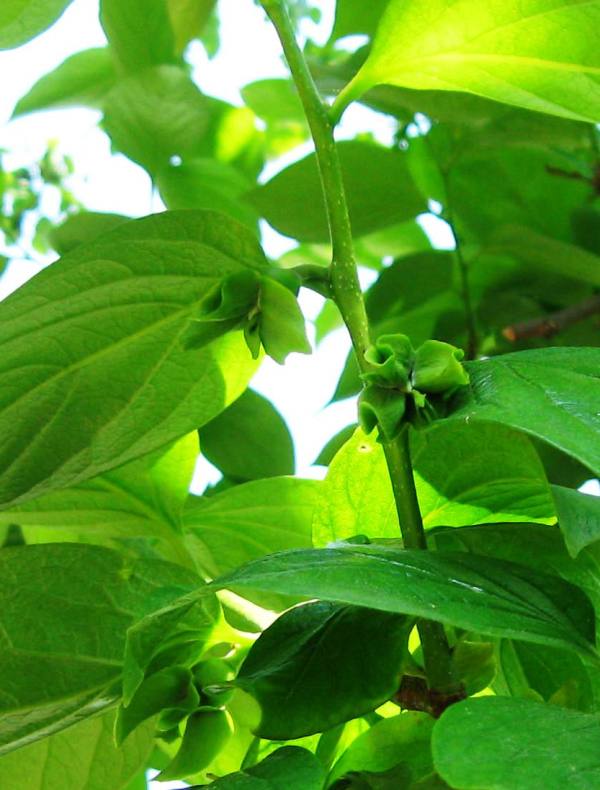 Image of Diospyros virginiana specimen.