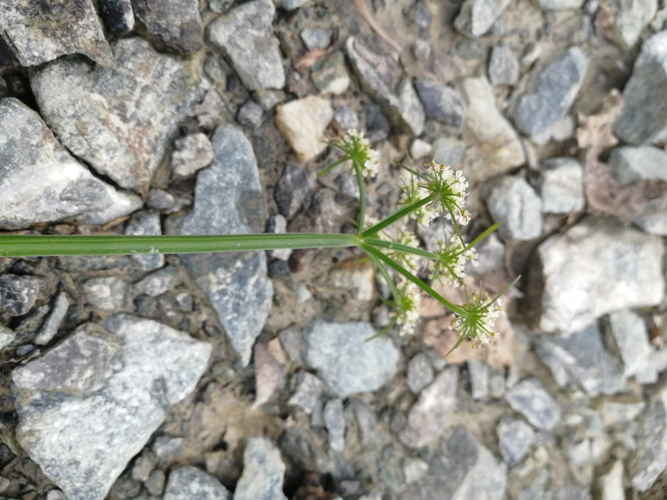 Image of Oenanthe javanica specimen.