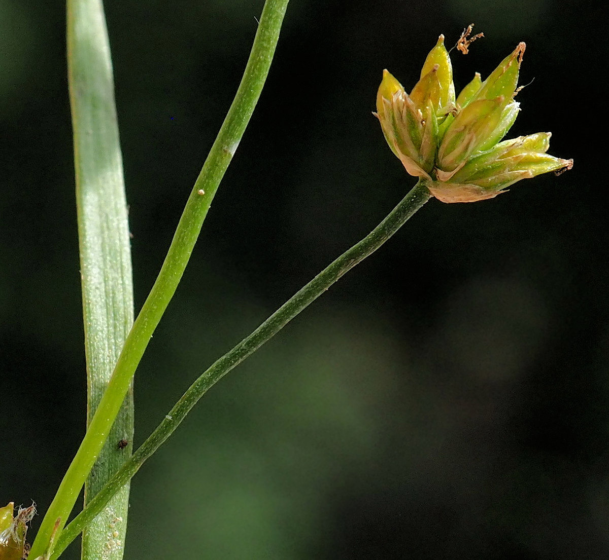 Image of Juncus leschenaultii specimen.