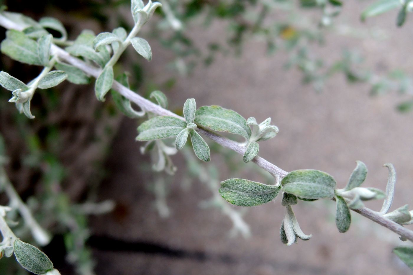 Image of genus Helichrysum specimen.