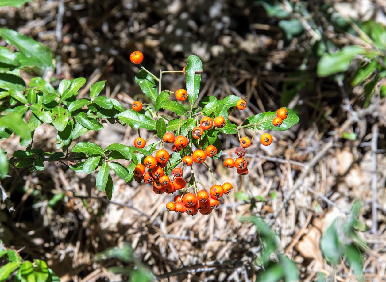 Image of Pyracantha coccinea specimen.