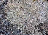 genus Stereocaulon