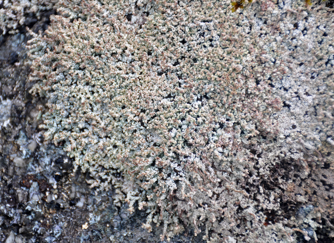 Image of genus Stereocaulon specimen.