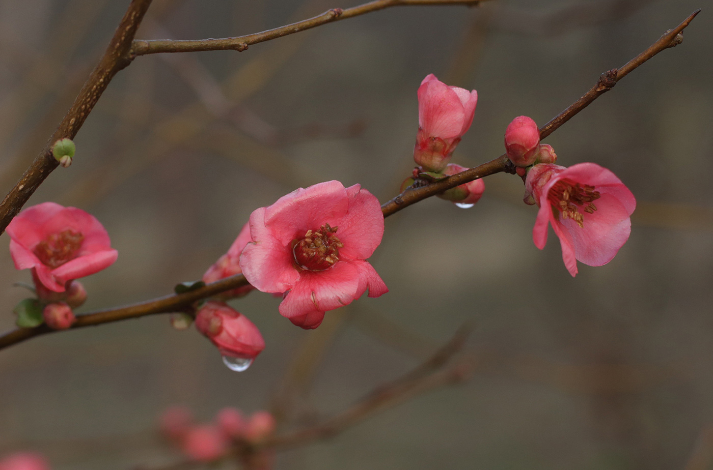 Изображение особи род Chaenomeles.